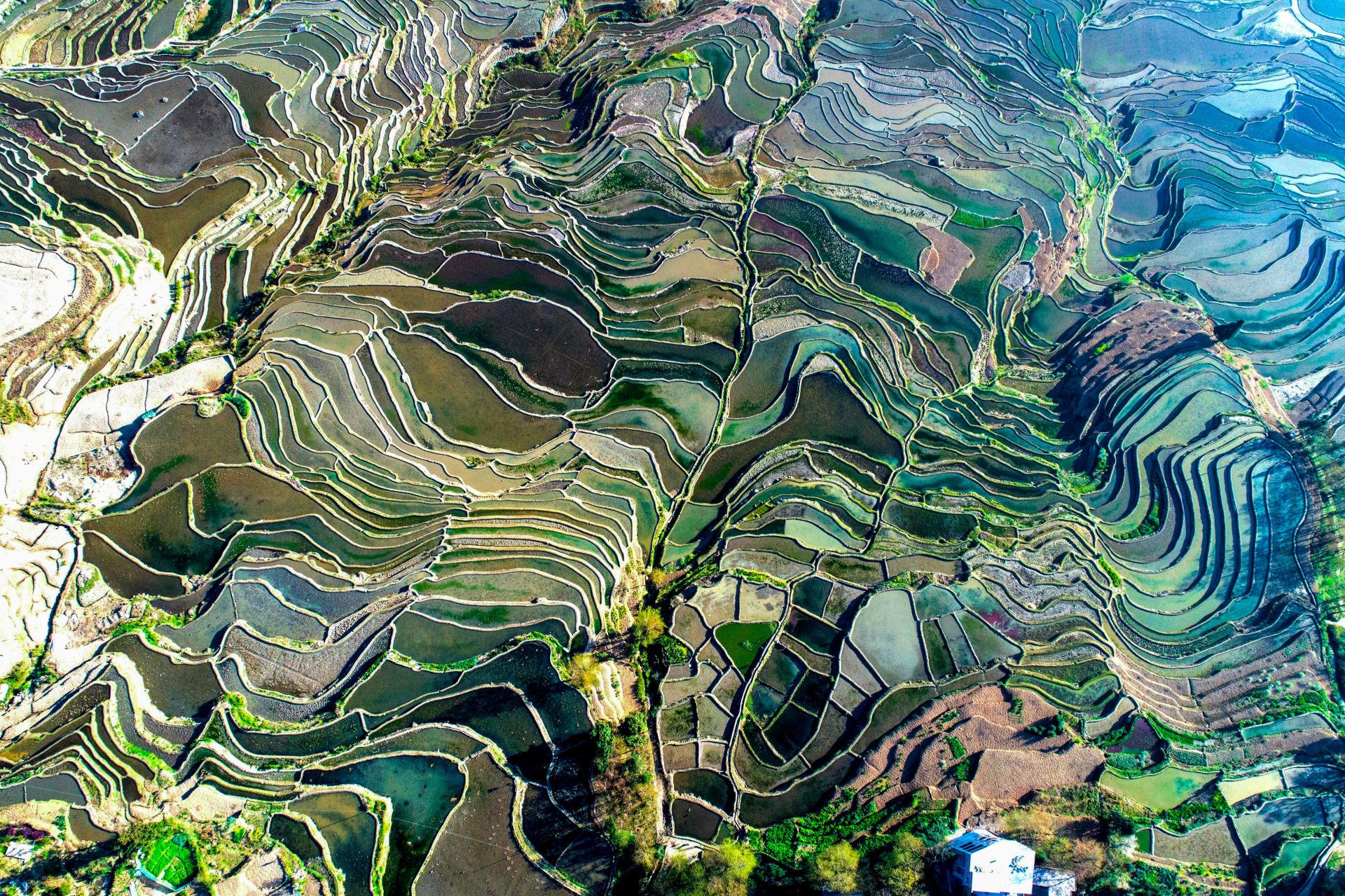 鸟瞰元阳梯田多依树(组图)