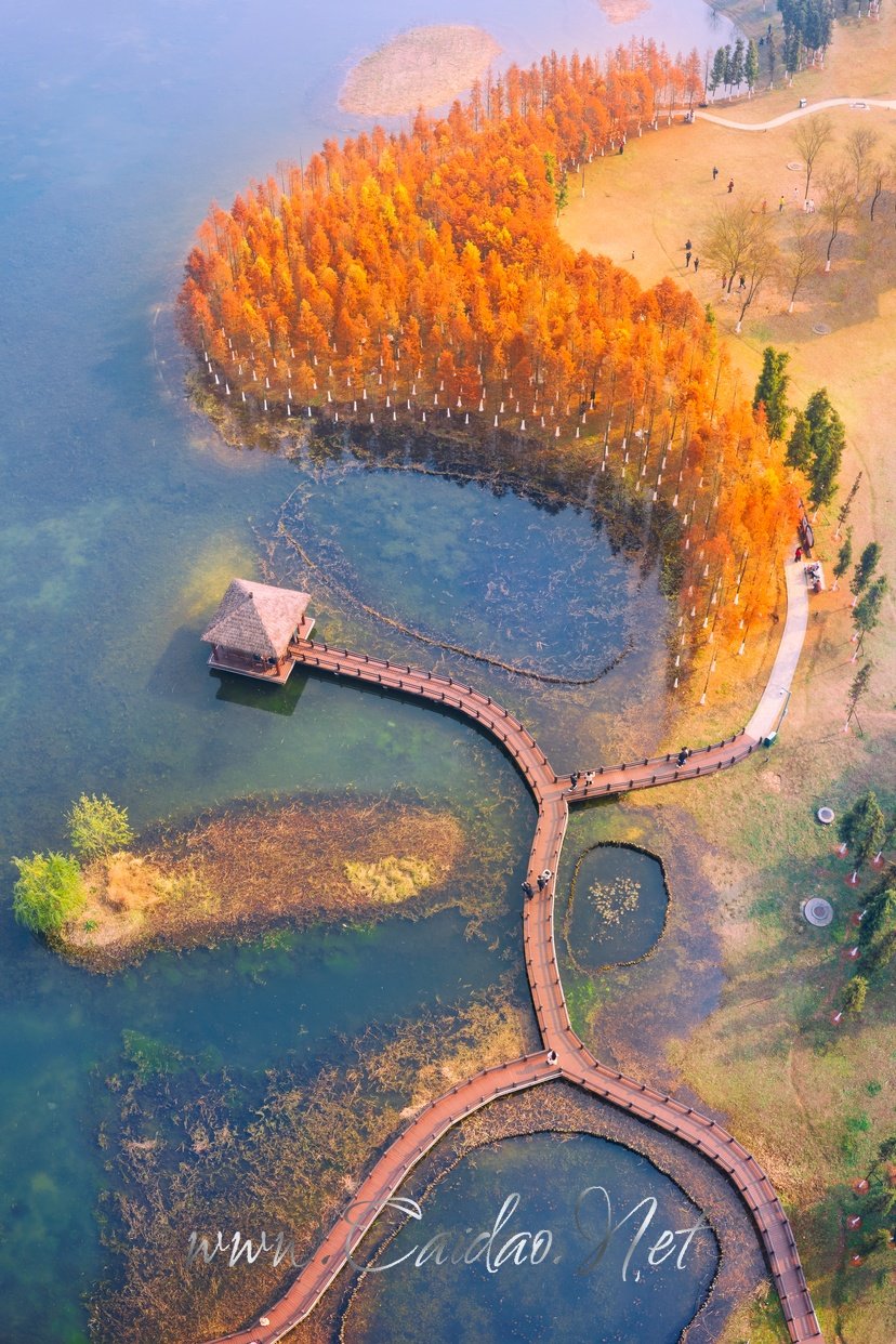 松雅湖网红水杉全景