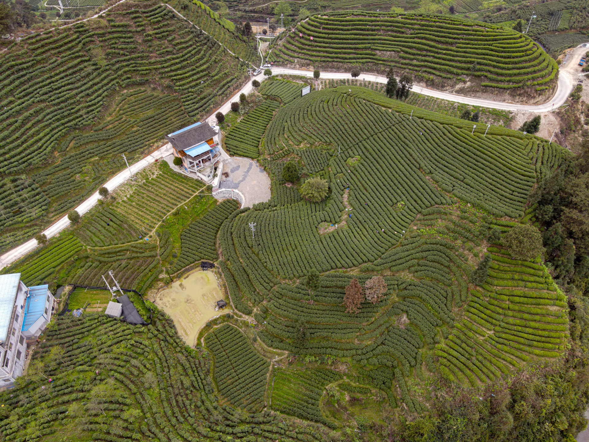 吕洞山茶园