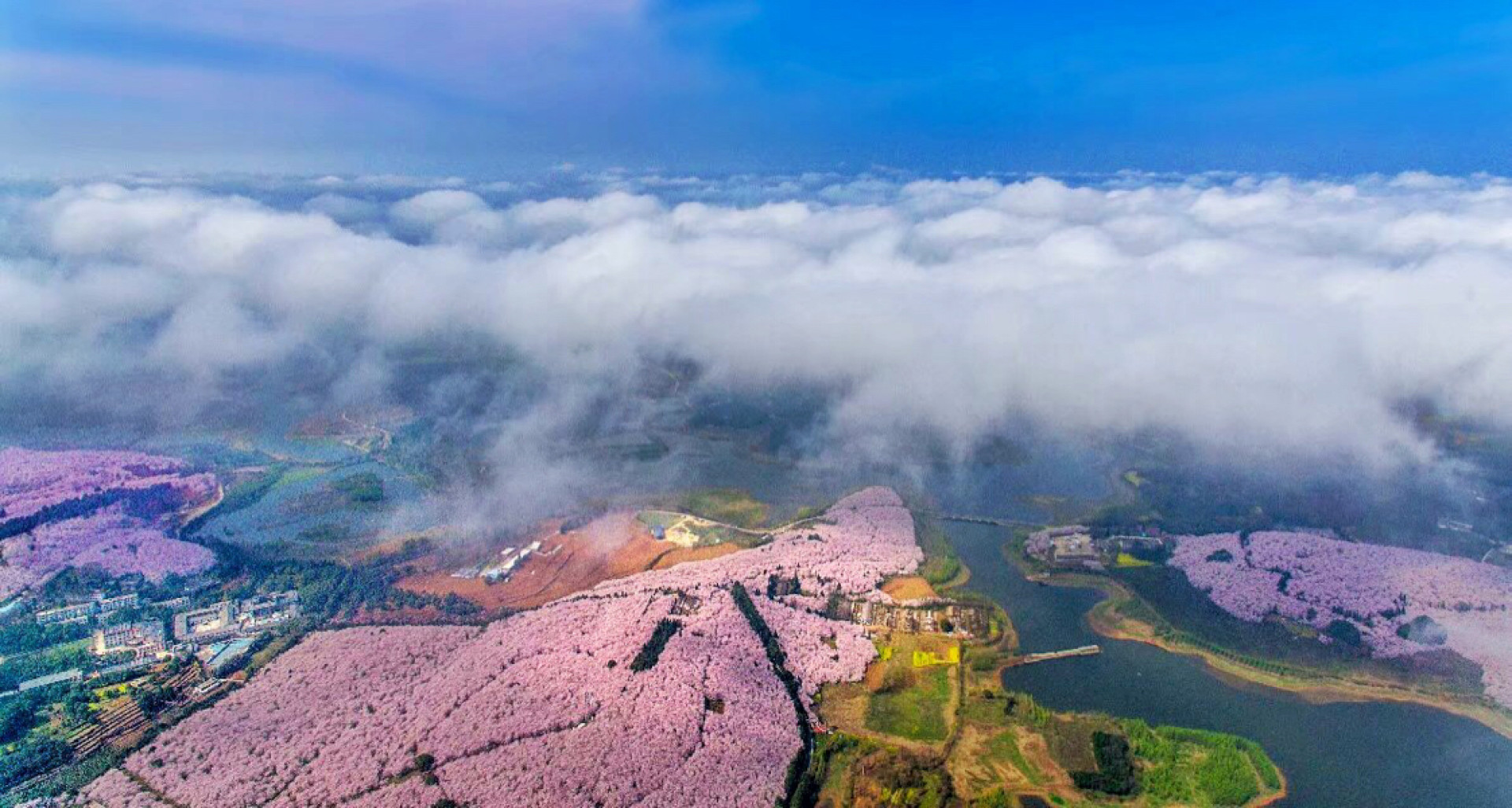 云层下的万亩樱花林(贵州省贵安新区)