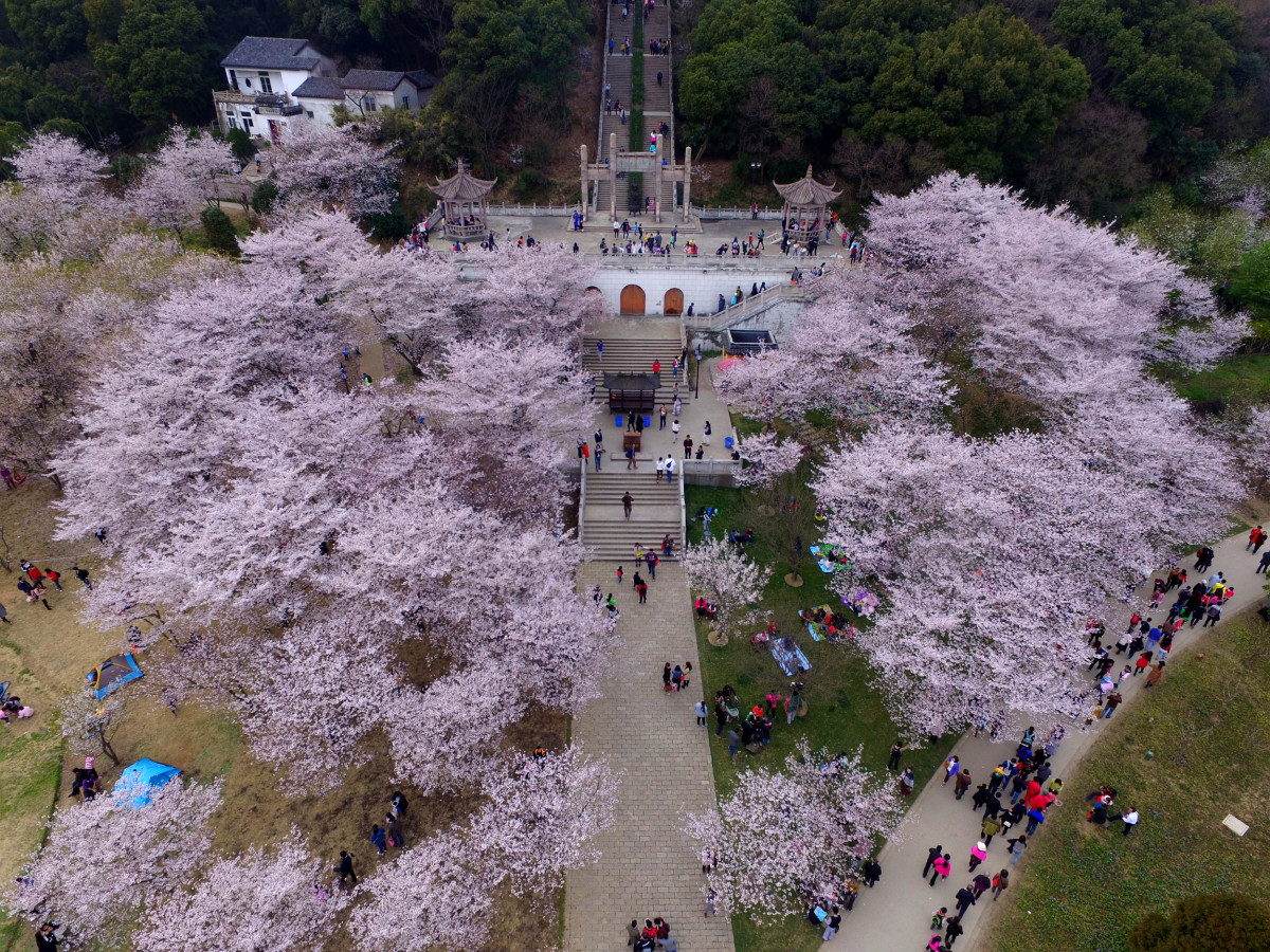 苏州上方山森林公园樱花绽放