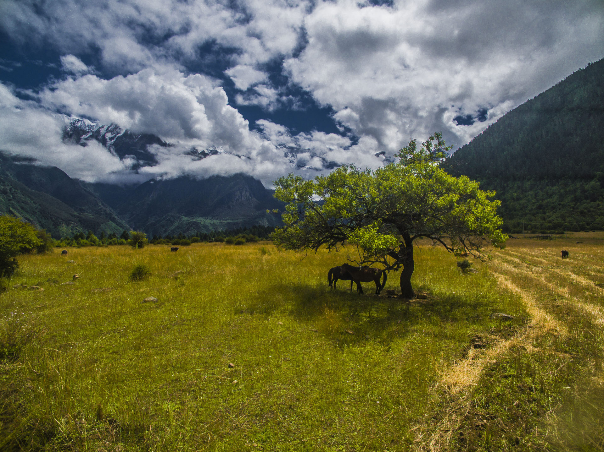 达林村 南迦巴瓦下马吃草2