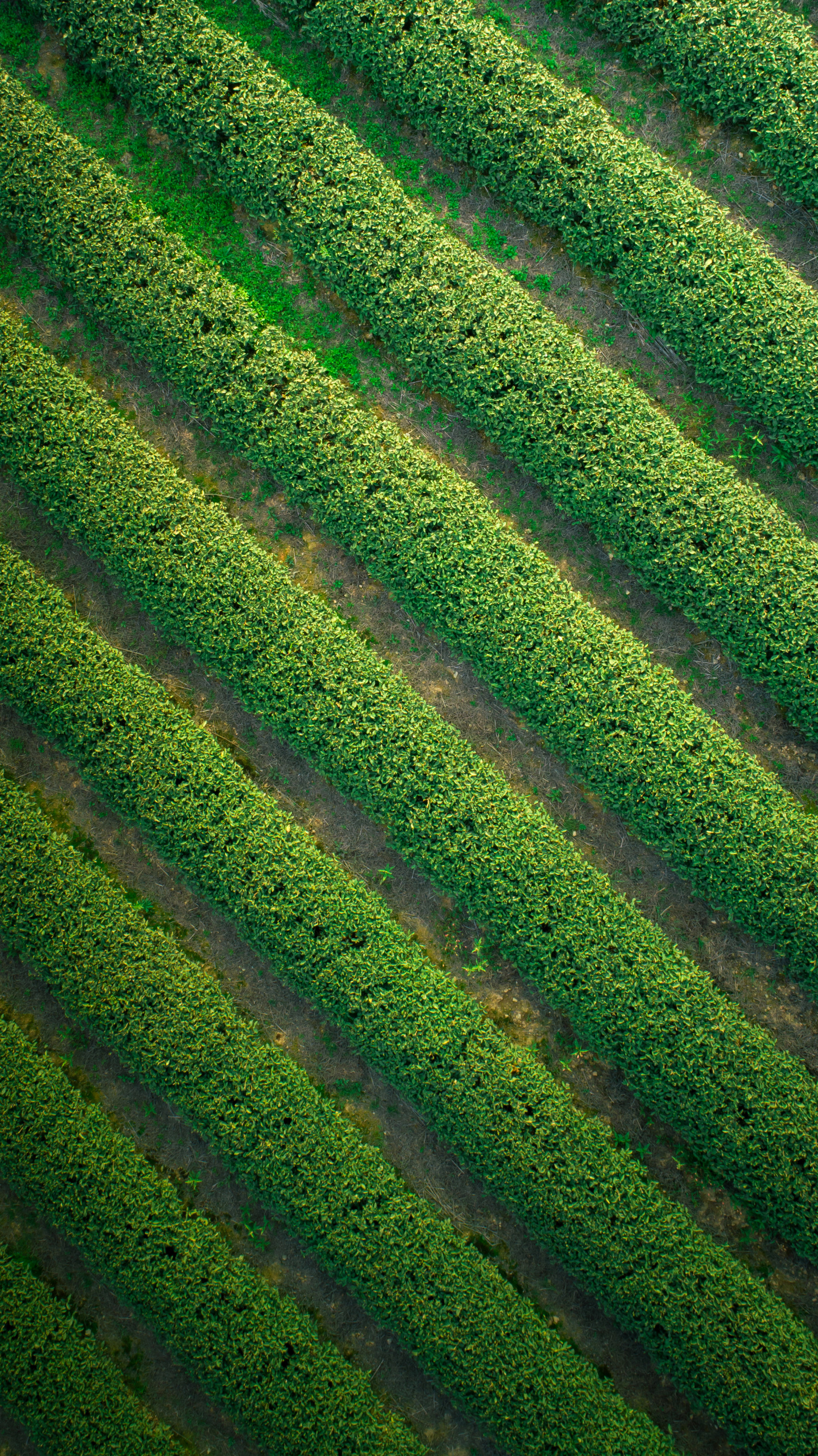 茶田脉络vein of tea field