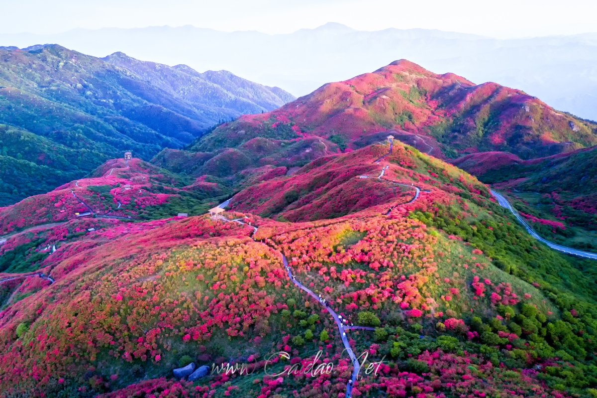 辽宁杜鹃花海图片