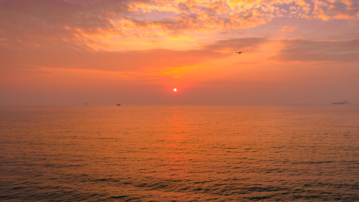 红日飞鸟redsunandbirds