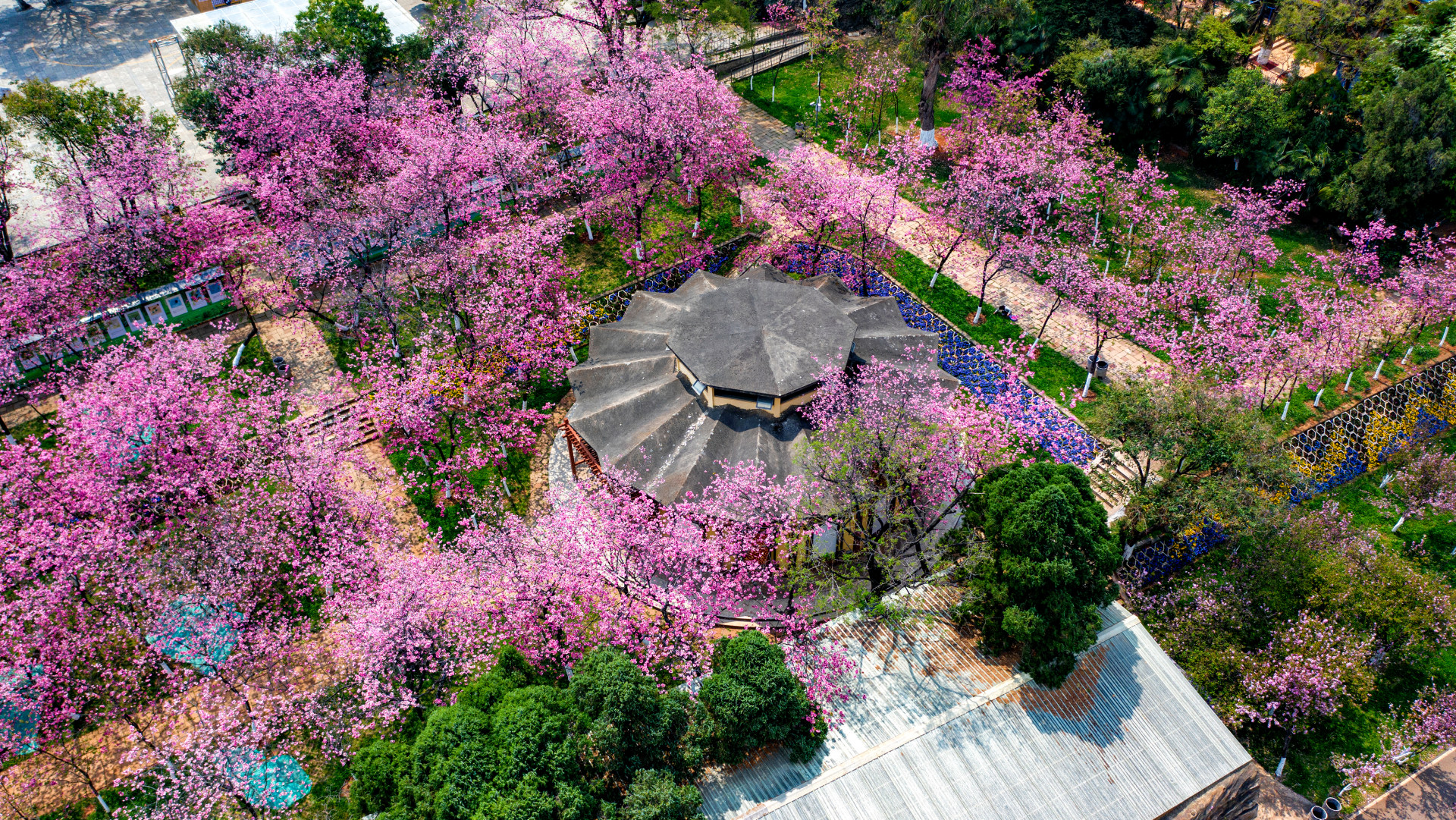 昆明圆通山樱花