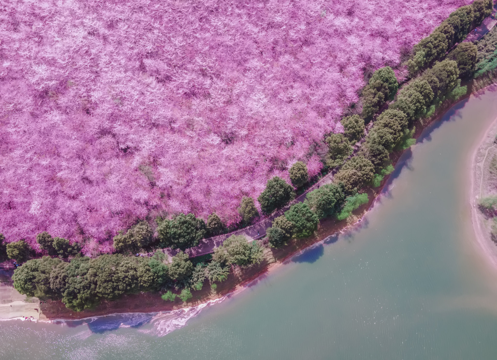 平壩萬畝櫻花園