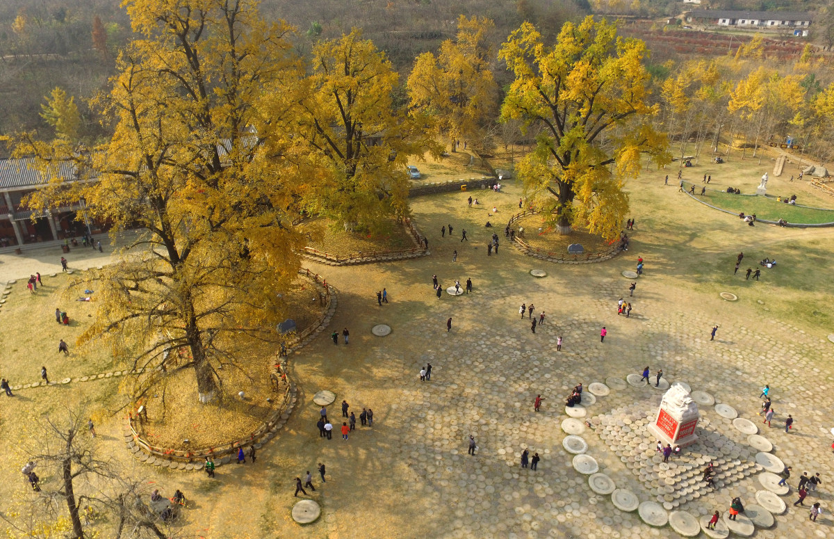 鸟瞰随州银杏谷黄金叶如诗如画之二