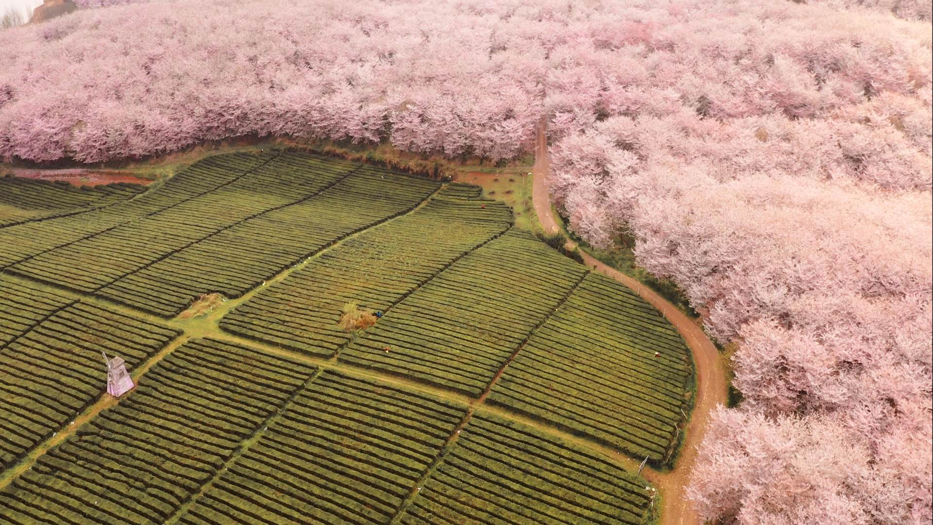 贵州平坝万亩樱花园
