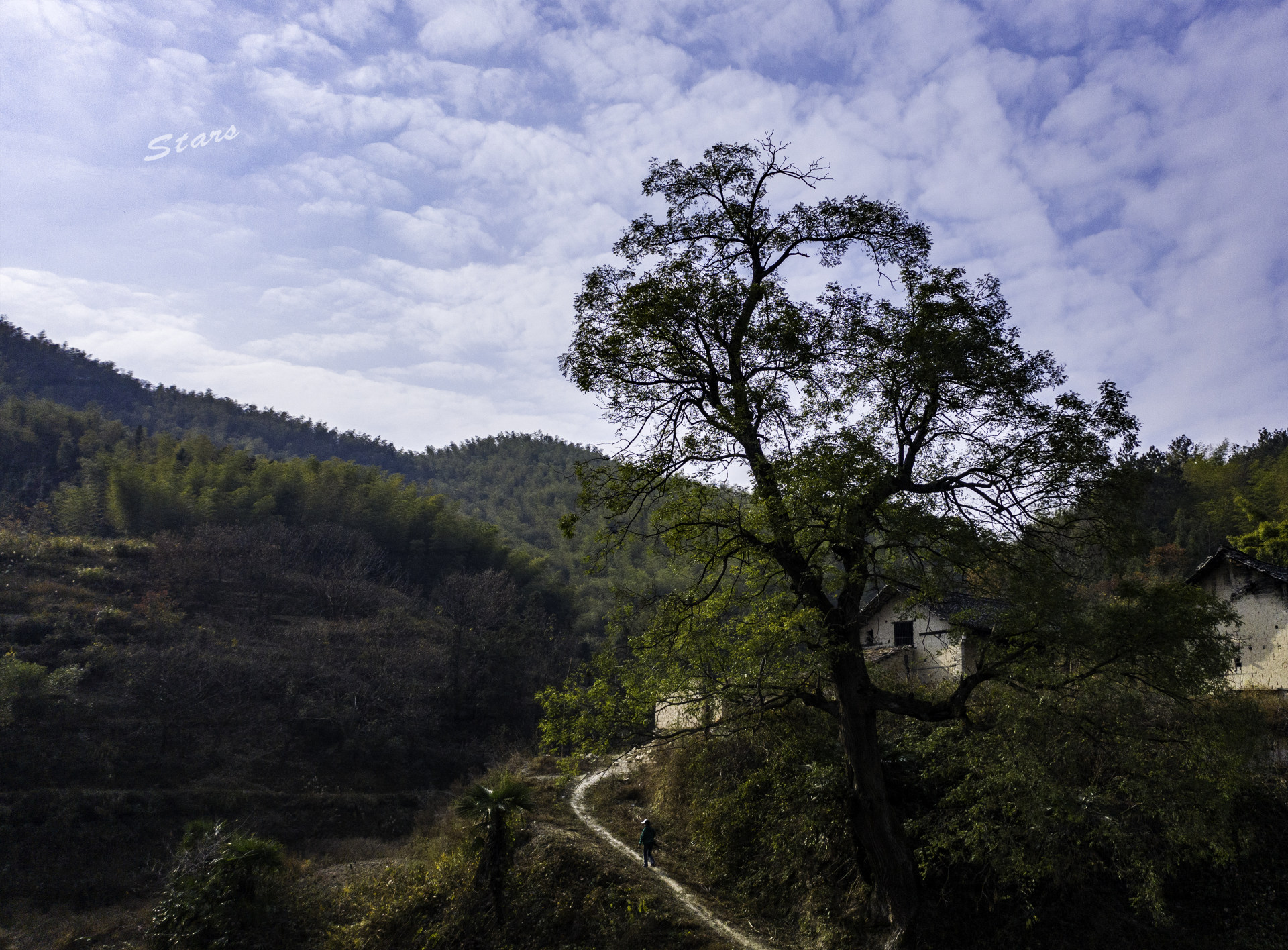 石牛七帐山岗上的老槐树