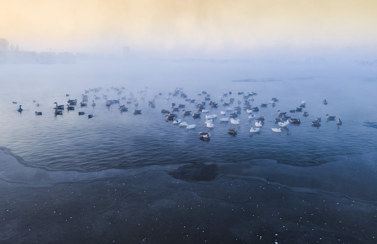 候鸟冬恋by 行者 Skypixel