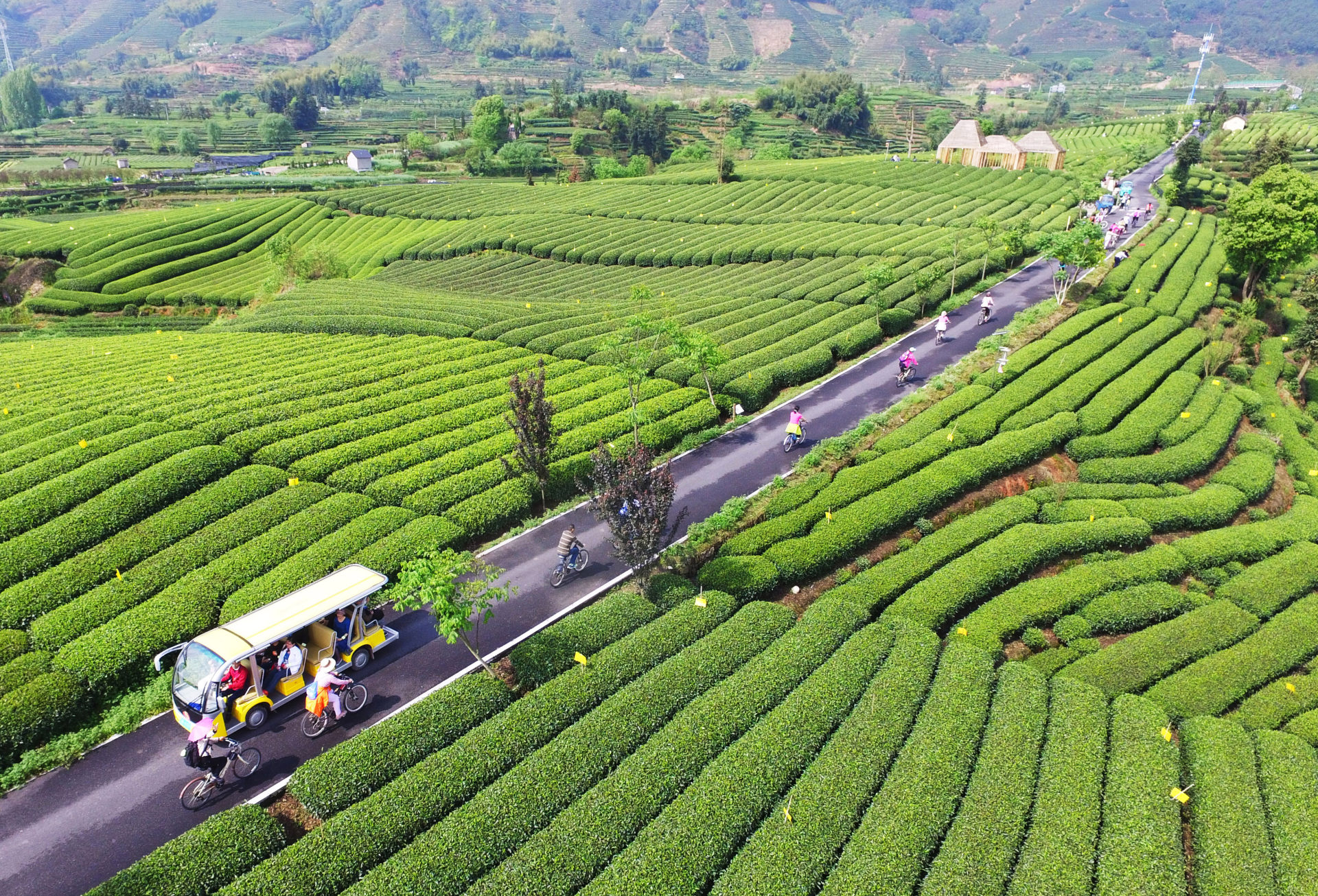 松阳县大木山景区是全国首个骑行茶园,前来体验骑行乐趣的人员络绎不