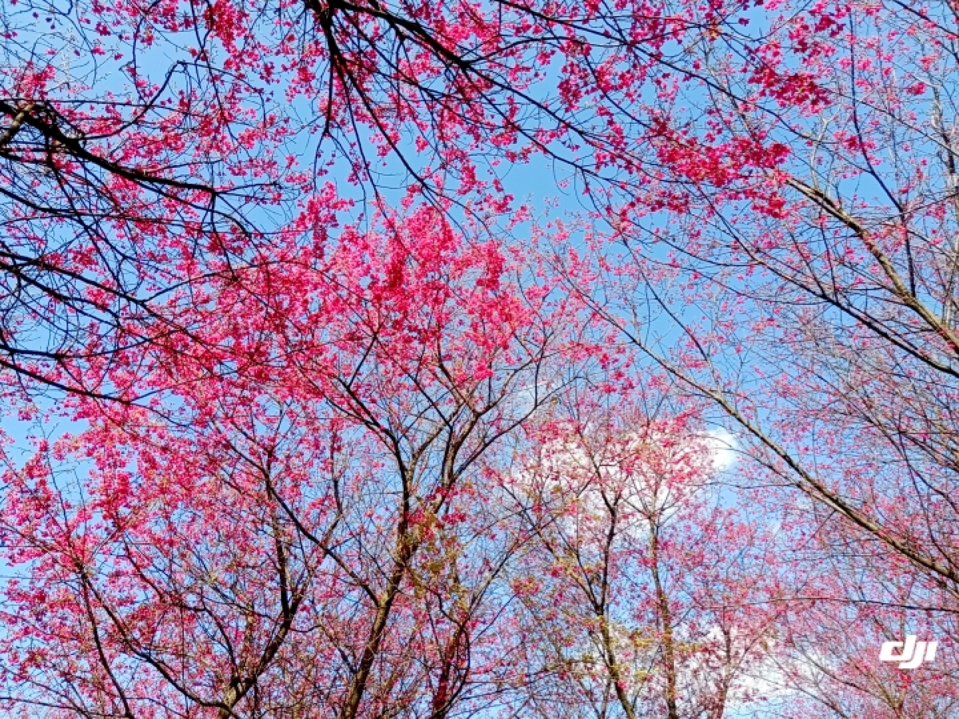 桂阳樱花园