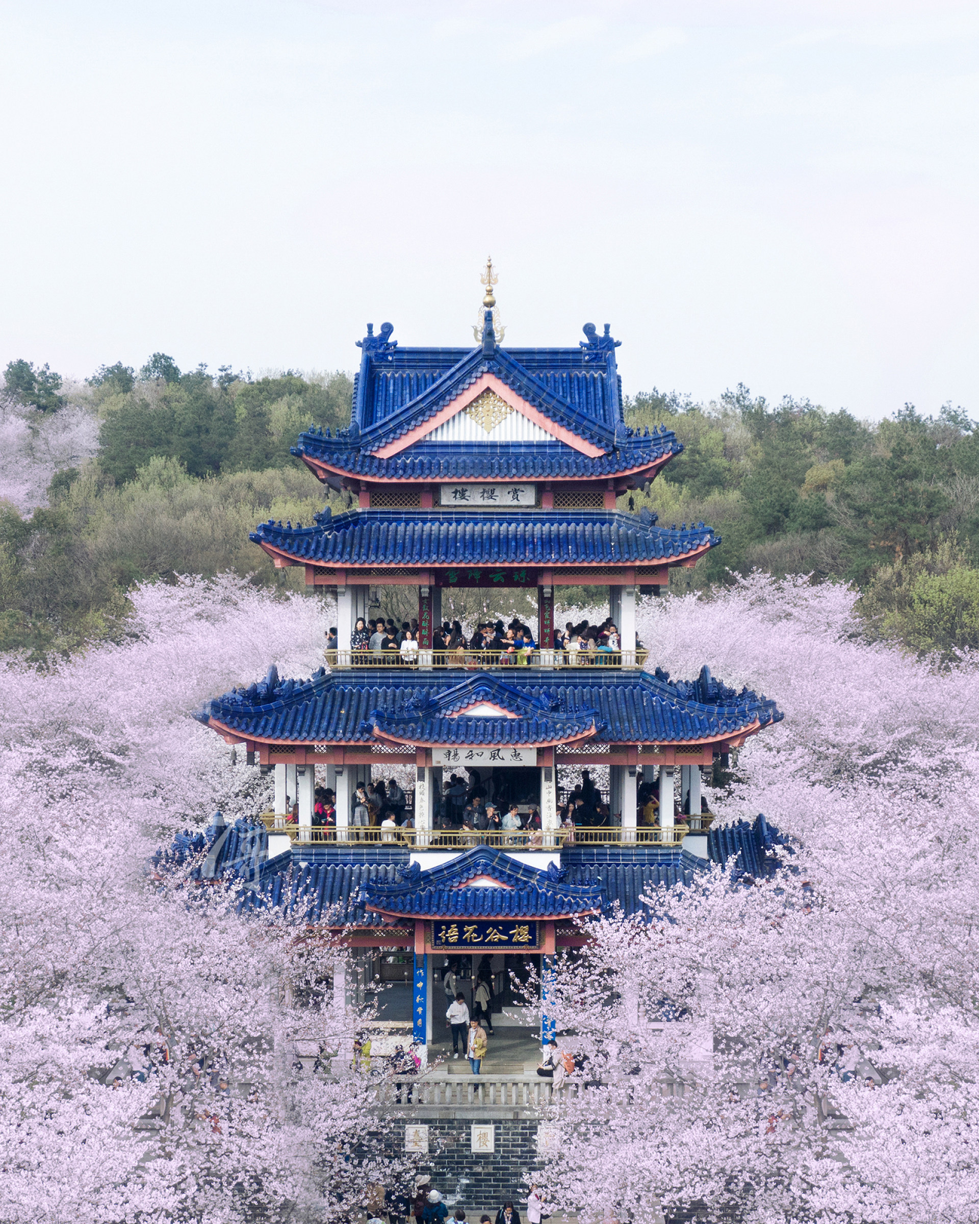鼋头渚樱花