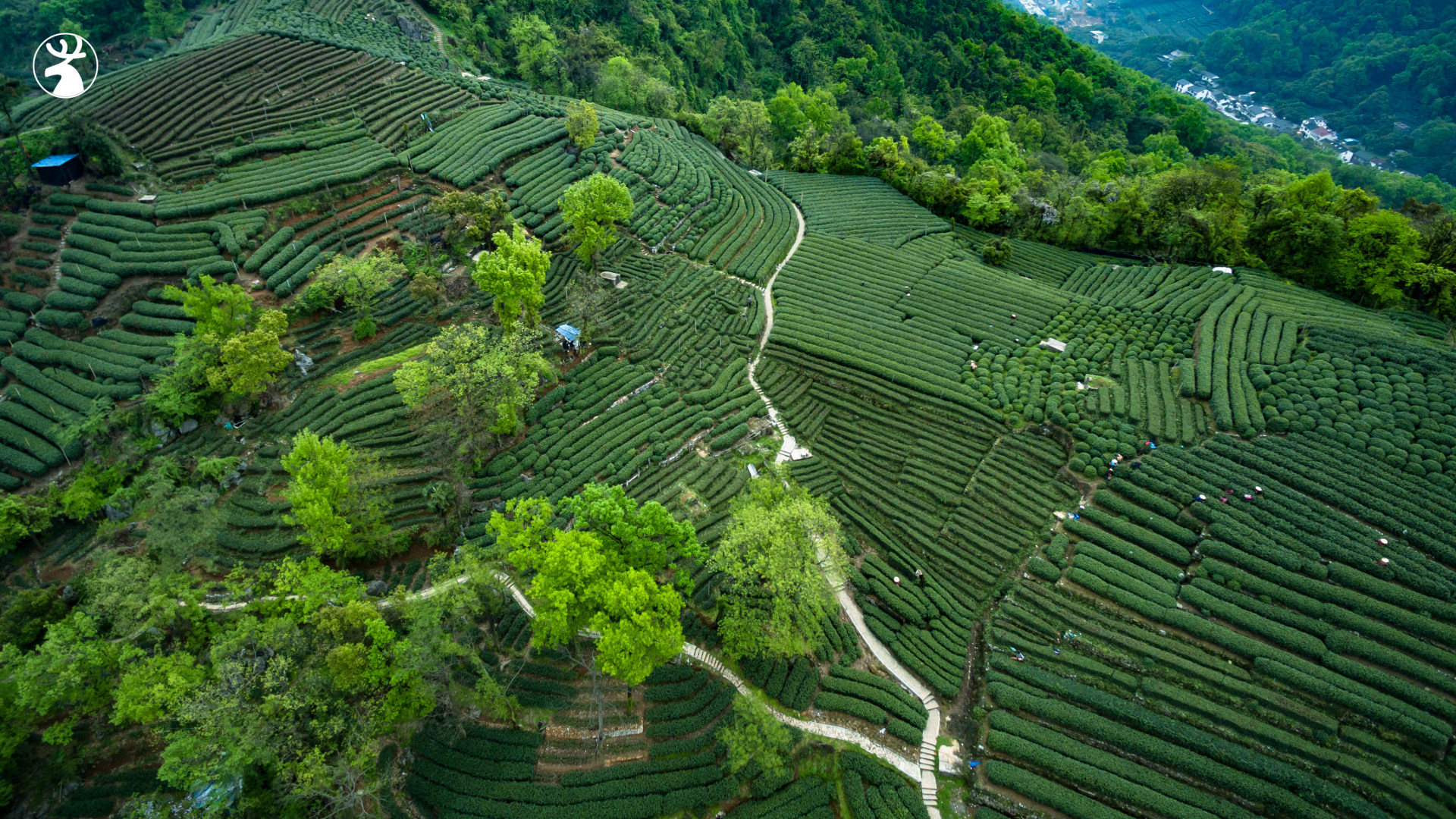 杭州梅家坞茶园 来自 yingzhengq | 天空之城