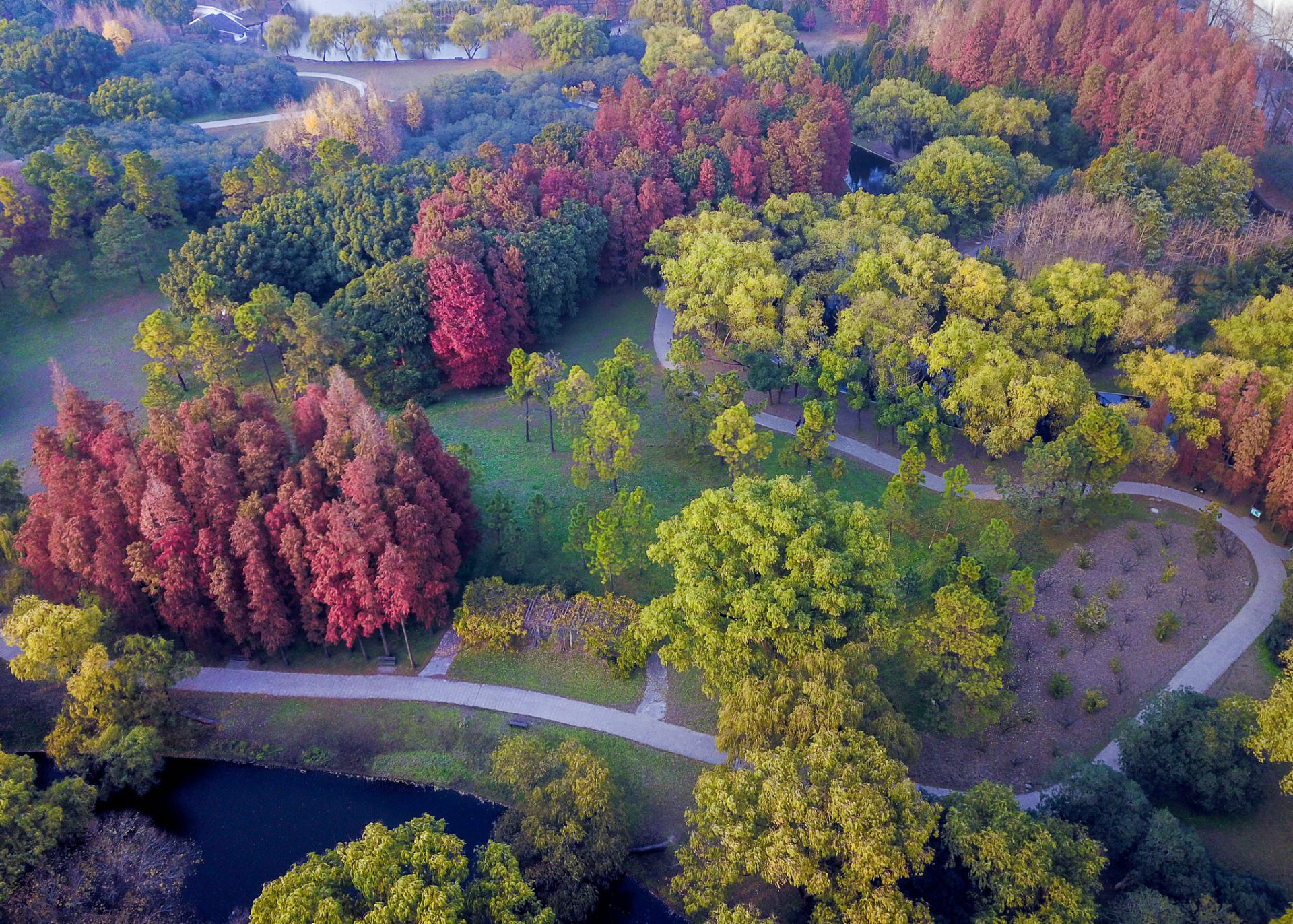 上海共青森林公园照片图片