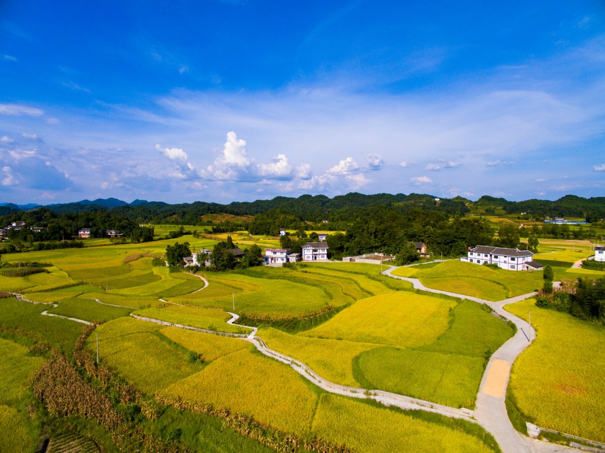 20 金色田园贡米之乡(组照) 2016-11-20skypixel use only 地处贵州
