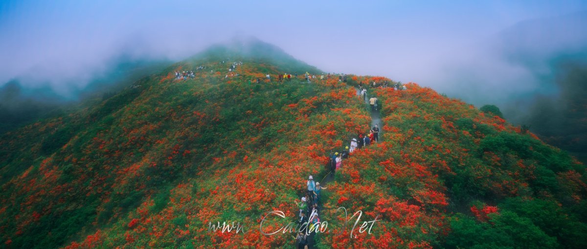 七星岭上杜鹃花海中by 老李菜刀 Skypixel 七星岭上杜鹃花海中by 老李菜刀 Skypixel
