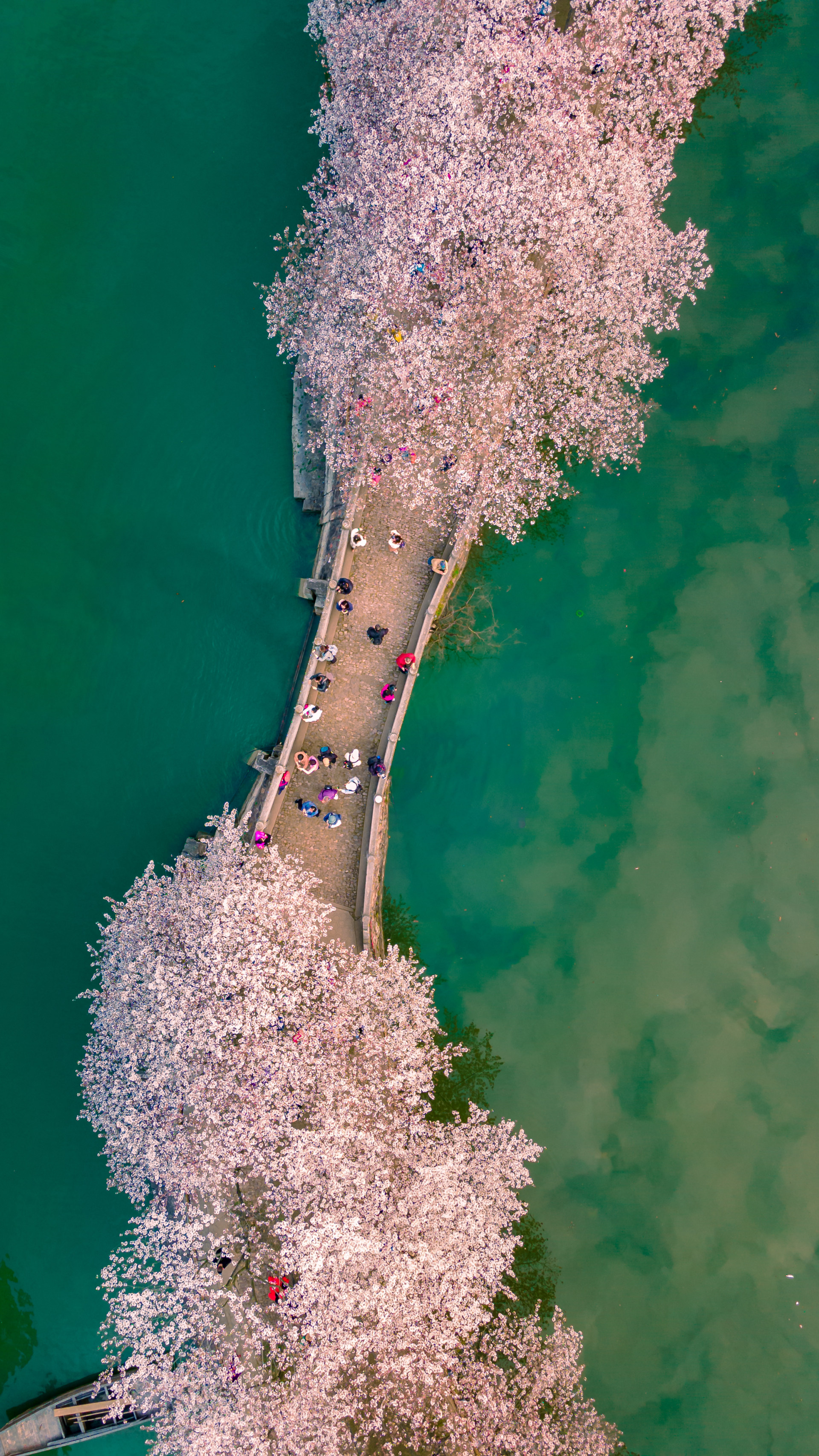 樱桃沟的樱花桥图片