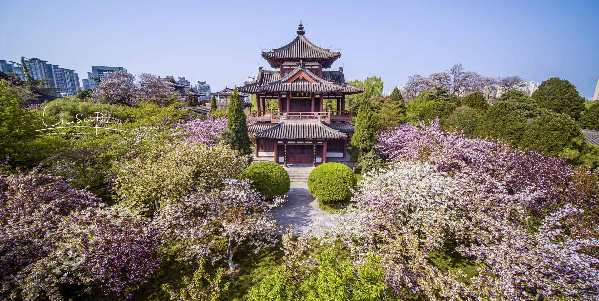 西安青龙寺樱花