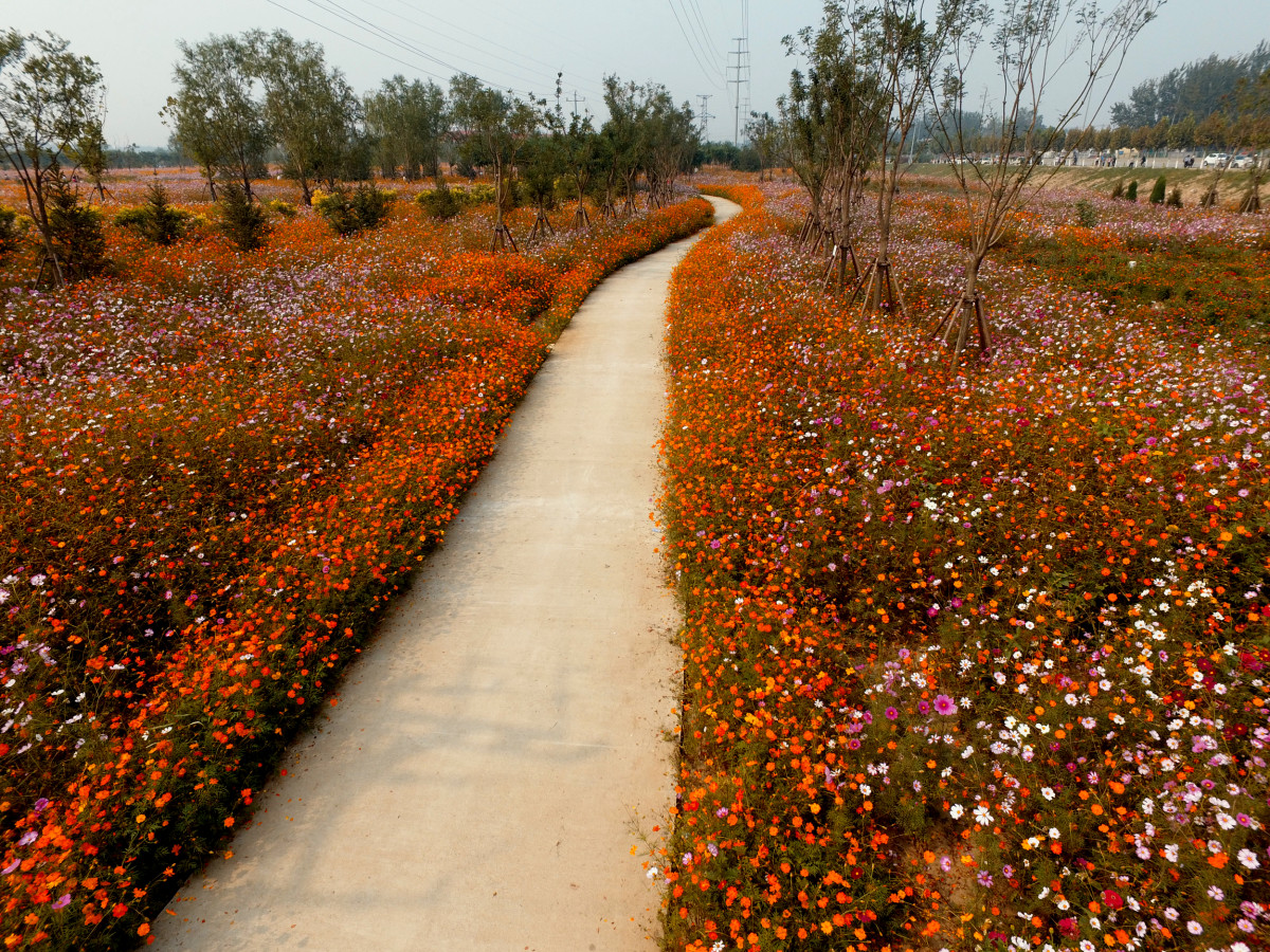 任丘高速路口花海
