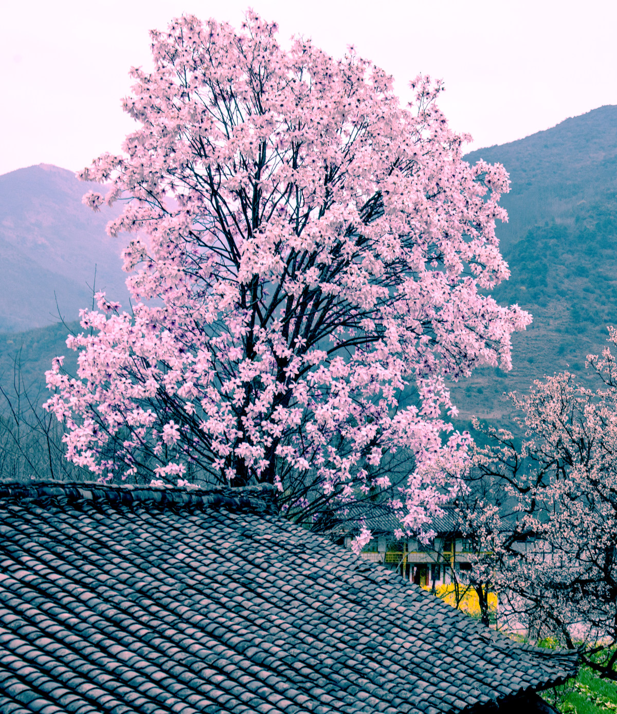 康定木兰,康定木格措,康定(第3页)_大山谷图库
