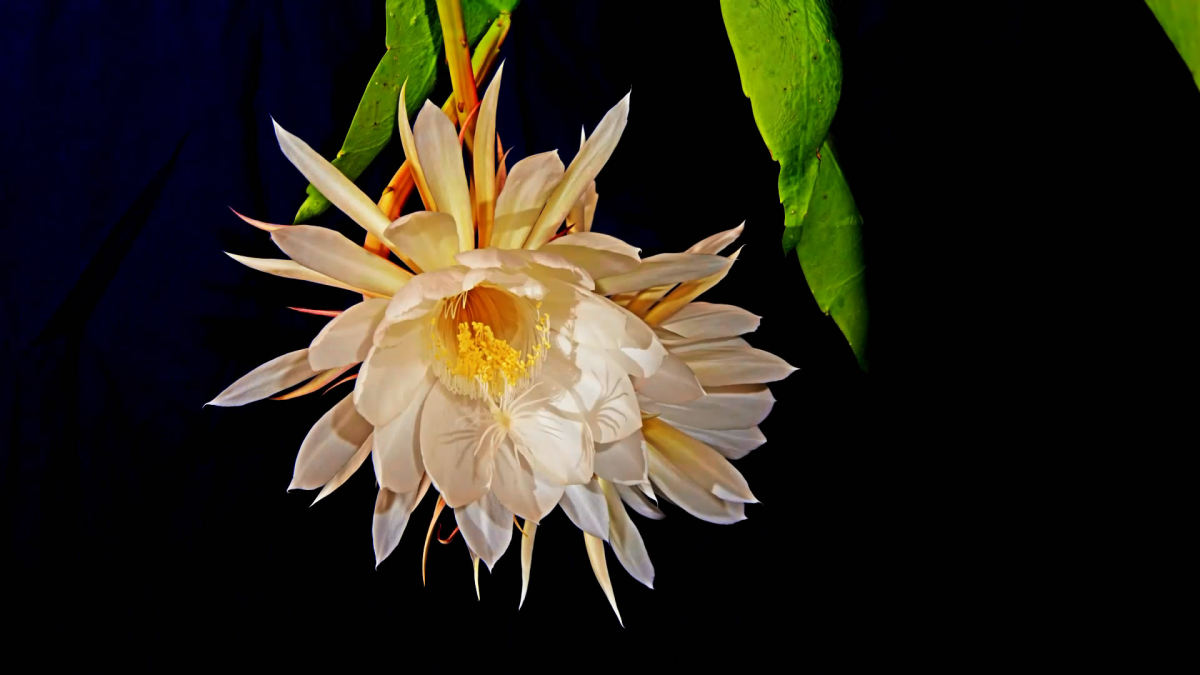 昙花一现双花开放