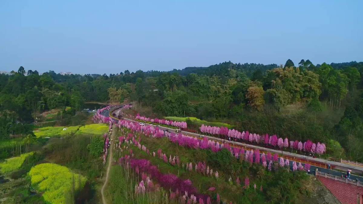 乐山绿心路花海