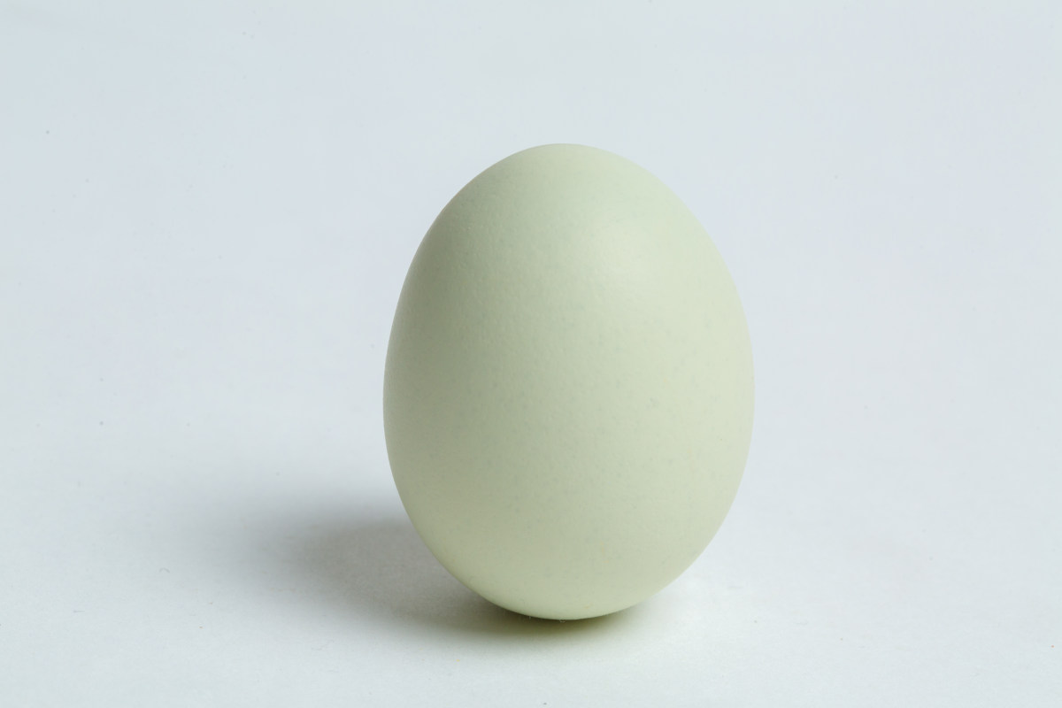 小黄小白 绿壳乌鸡蛋 快闪.mp4