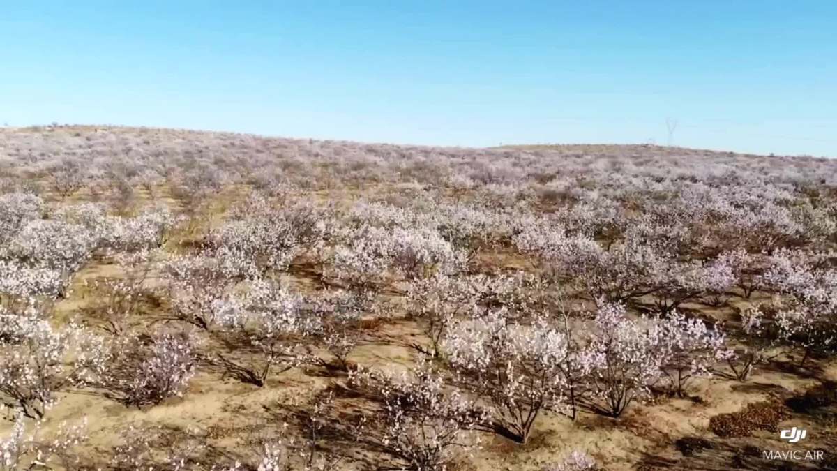 林西县冬不冷村山杏林花开航拍