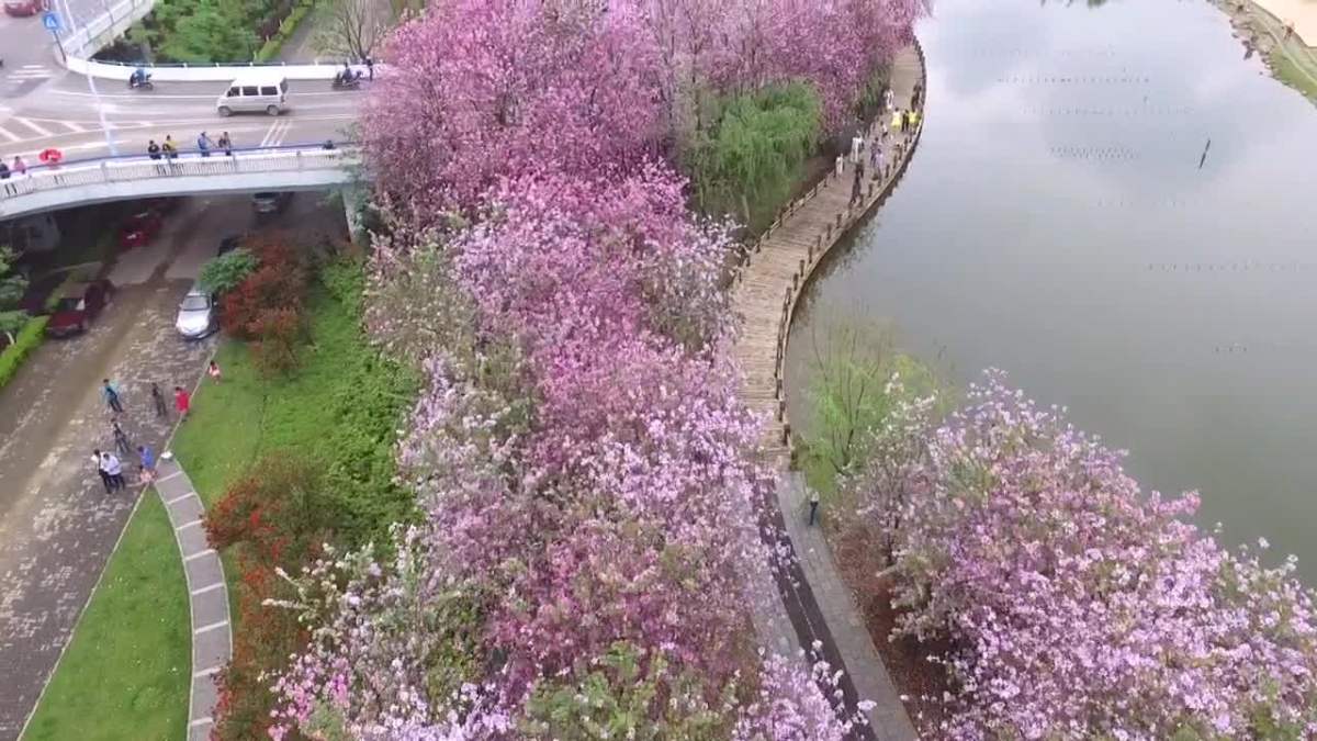 紫荆花天那水图片