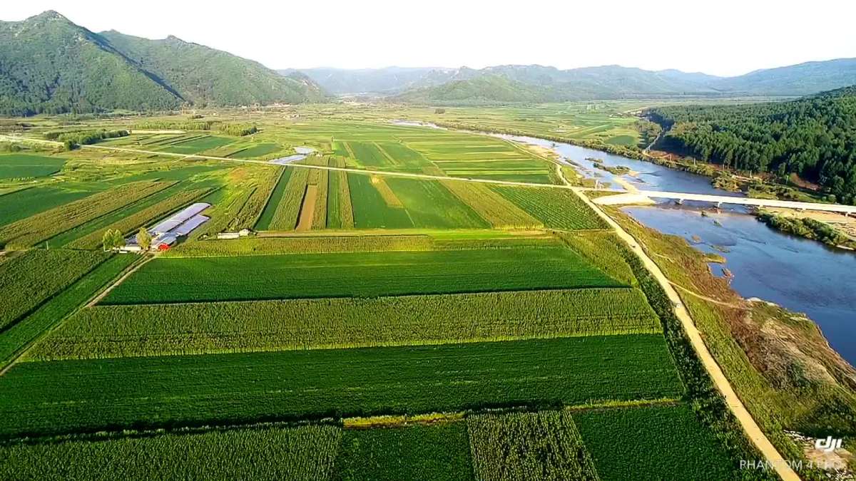 家鄉希望的田野