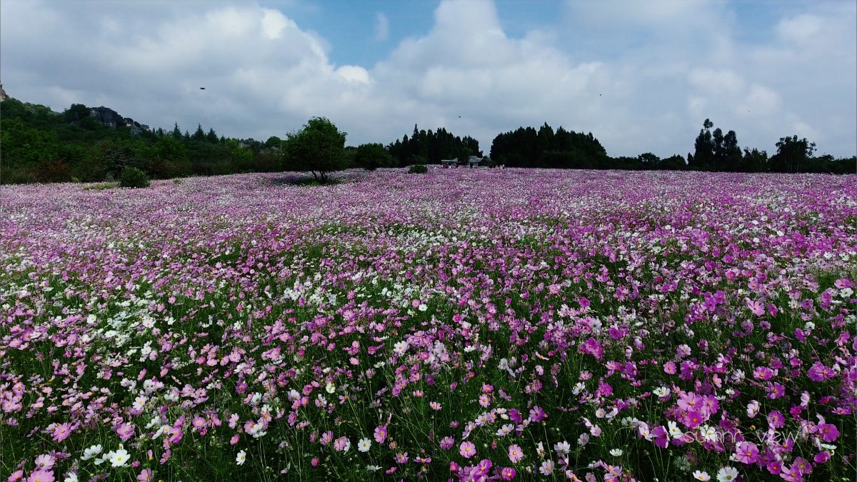 乃古石林 波斯菊图片