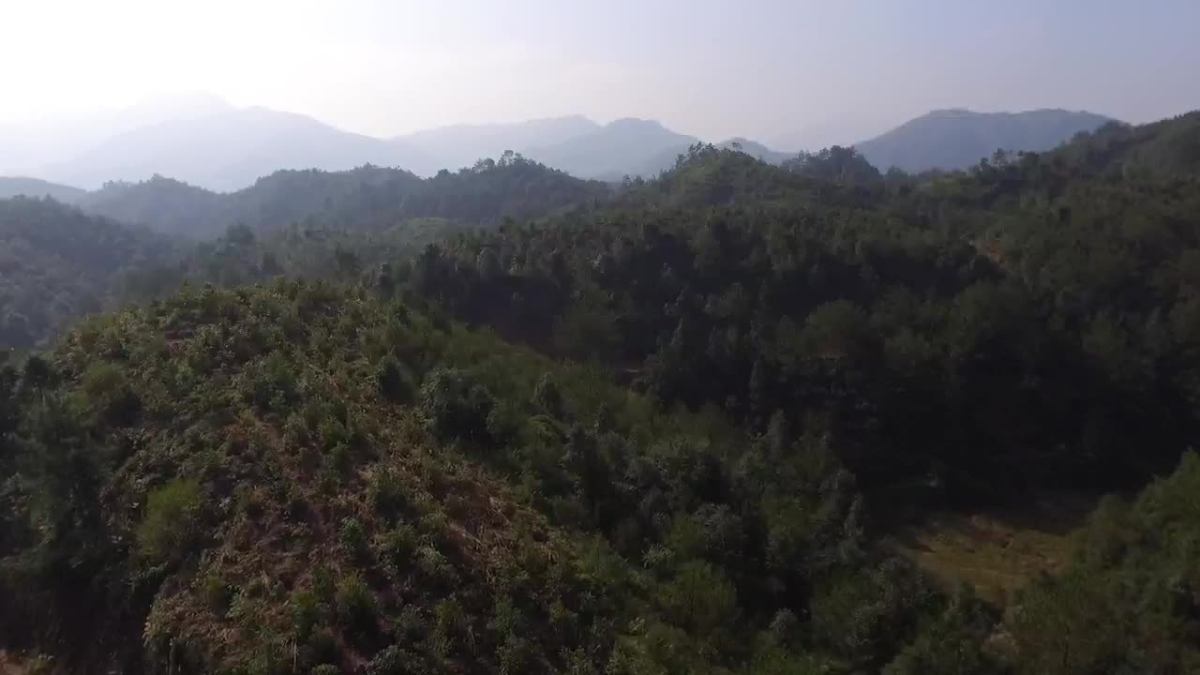 庙前林业站生物防火林带