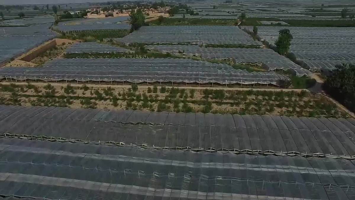 大荔安仁下秦冬枣大棚