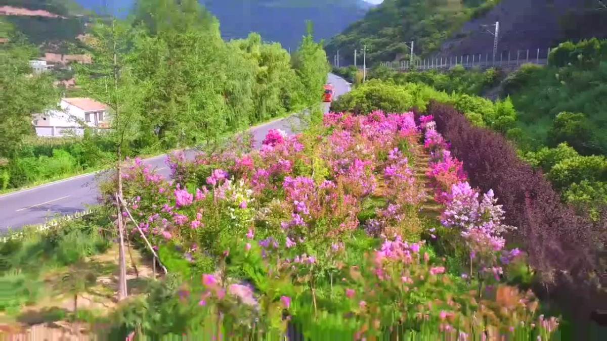 秦岭花谷之夏花灿烂芳菲园的夏天