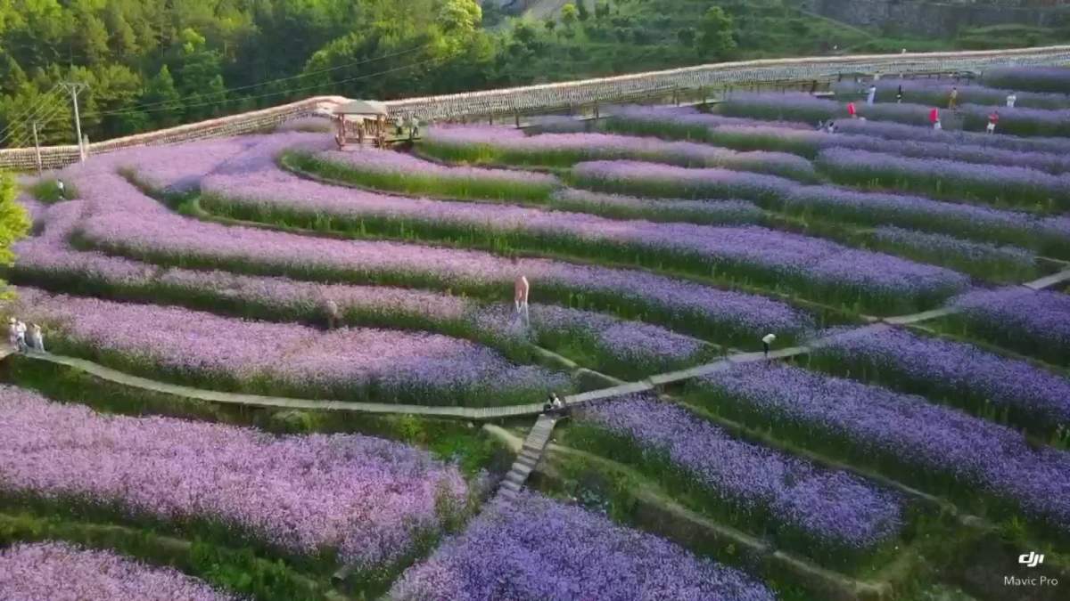 文成仙人居花海