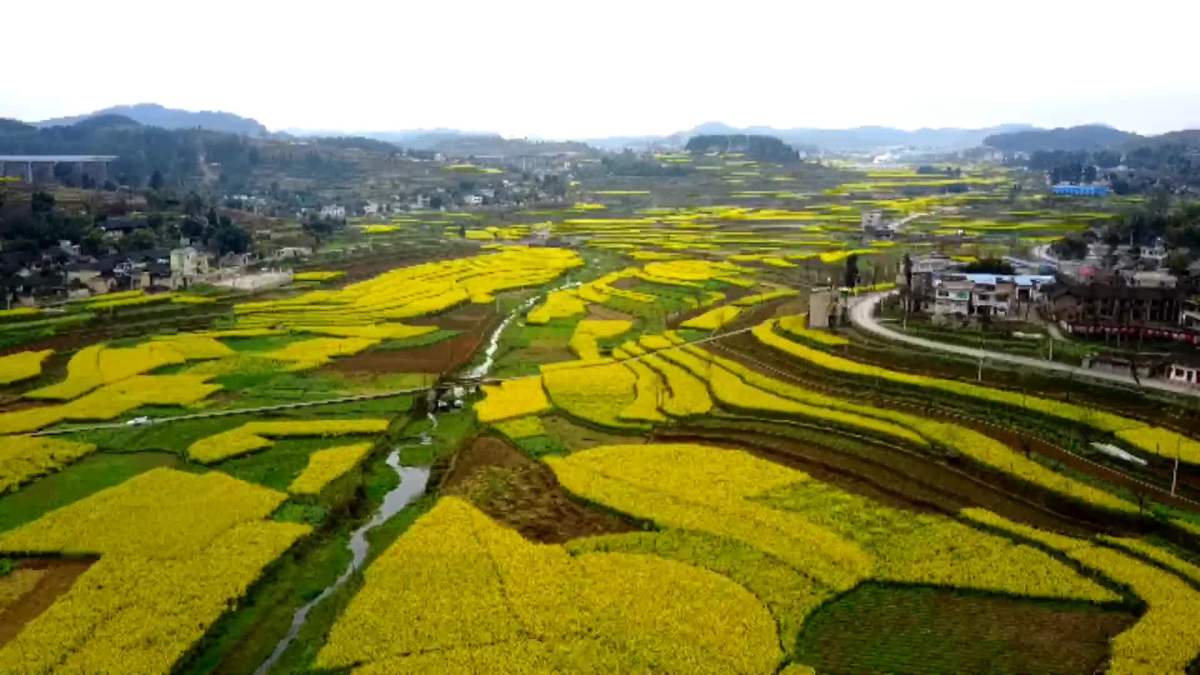 楠木渡镇油菜花