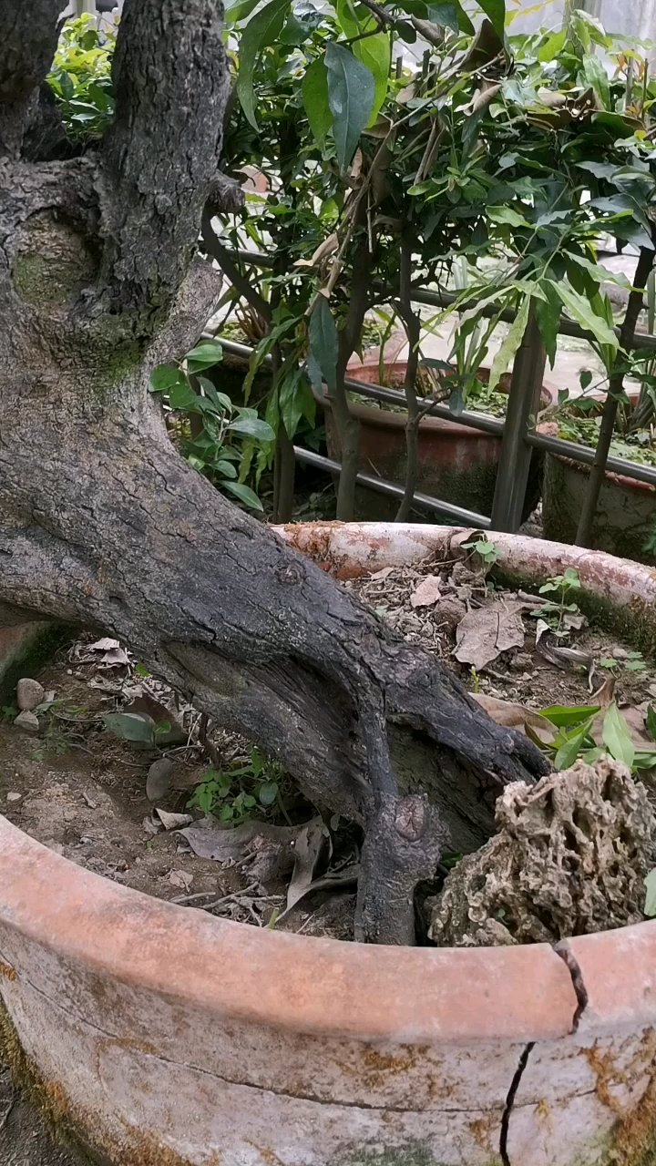 金弹子盆景老桩地栽二十年