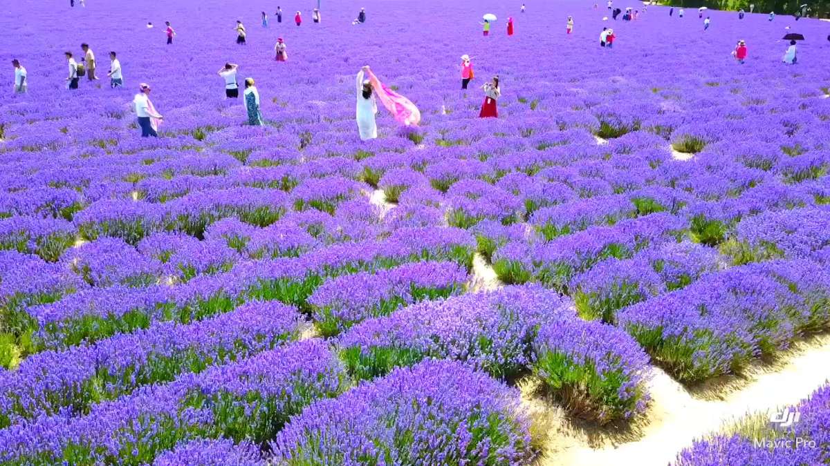 新疆伊宁薰衣草!