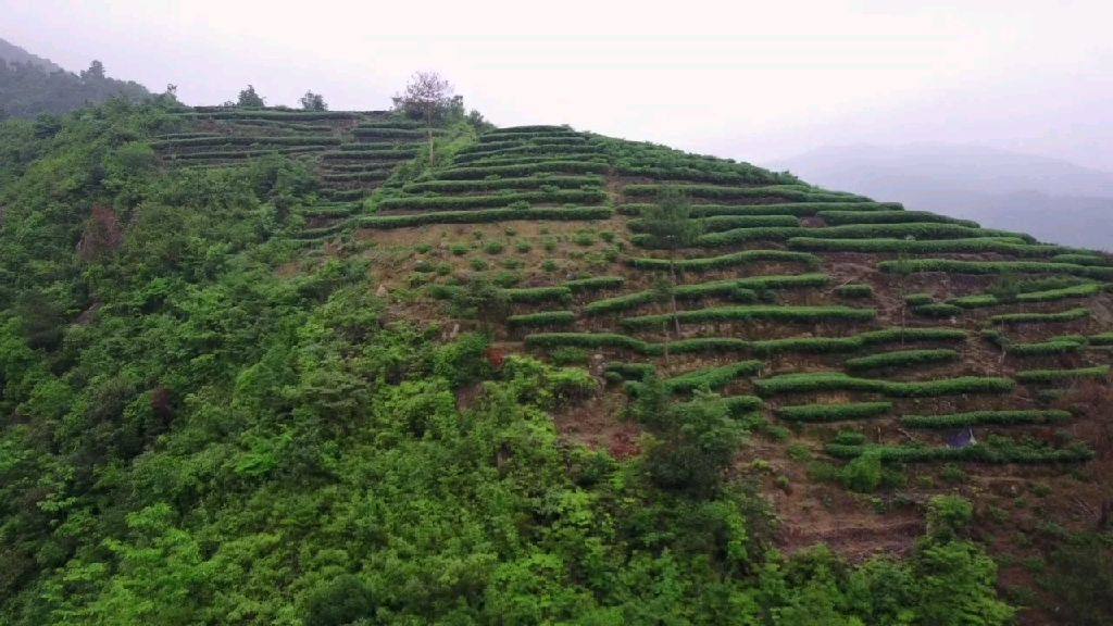 福鼎太姥山太姥娘娘故里茶园,白茶发源地