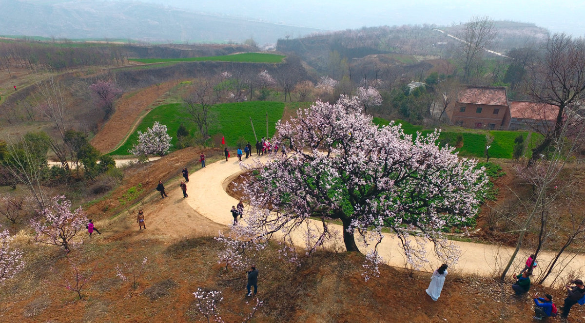蓝田华胥杏花谷