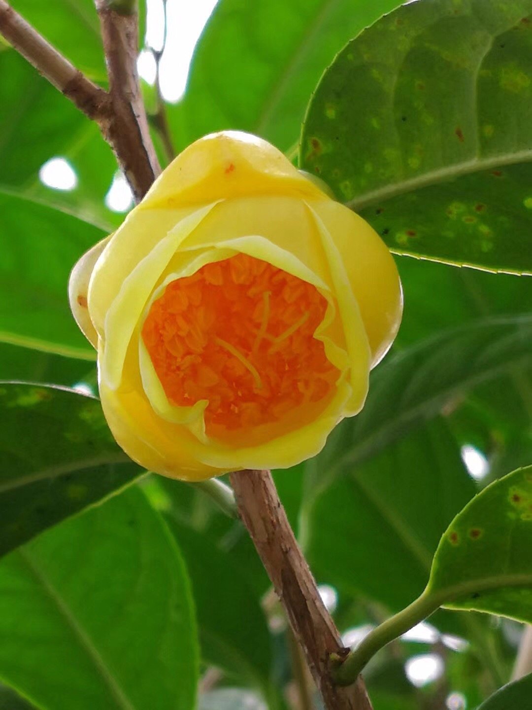 十万大山 金花茶溯源之旅