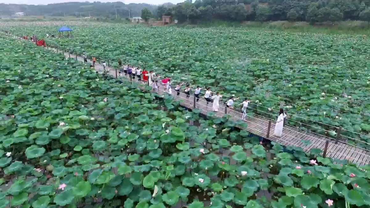 新湾村赏荷