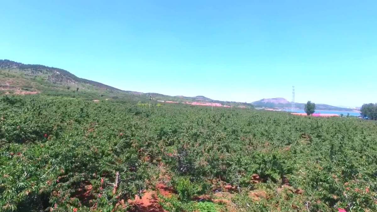 小果农品烟台·张格庄大樱桃基地航拍