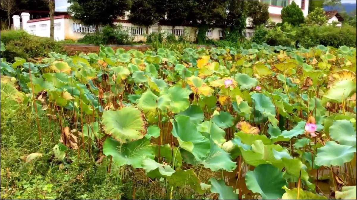 萧海彬作品:赣县江口荷花塘农庄