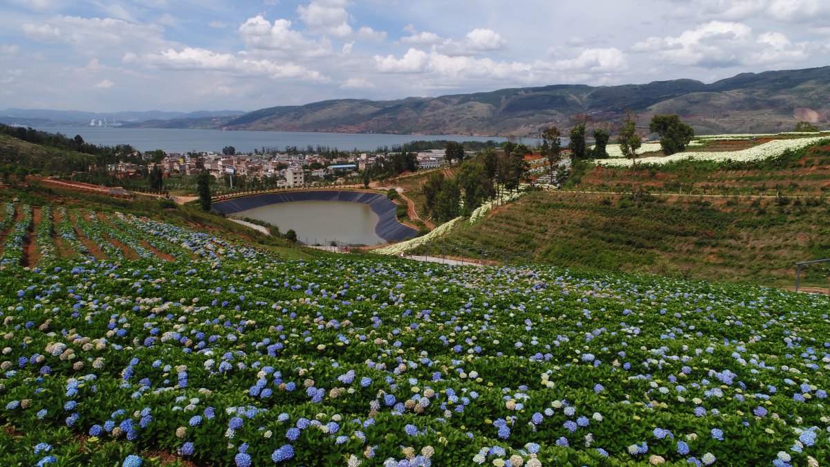 第一次手工剪辑外拍绣球花基地