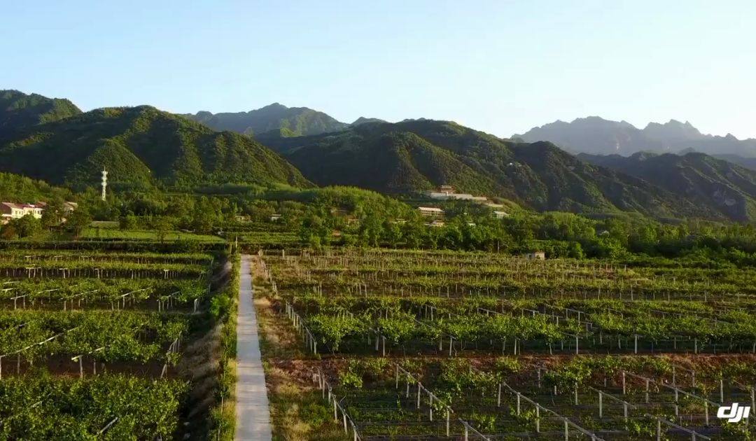 秦岭北麓,太白山下,充满希望和生机的猕猴桃园.