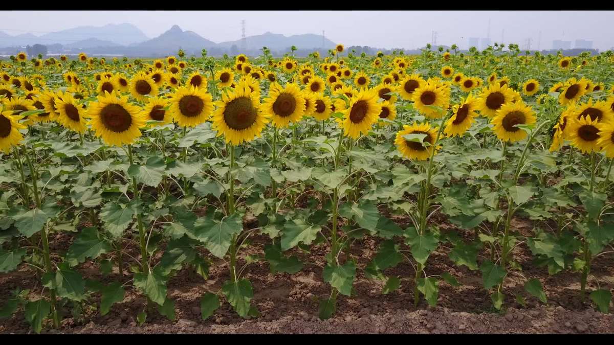黄壁庄数百亩油葵正热情绽放