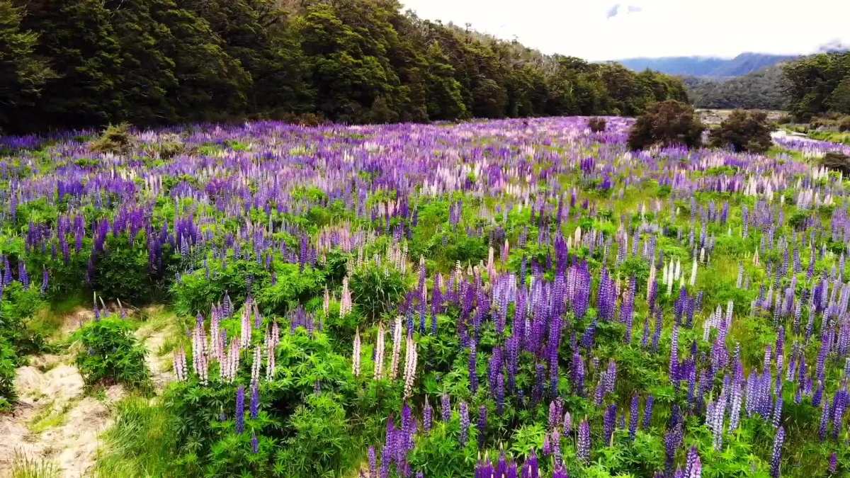 这个应该方便一点分享吧,新西兰南岛的鲁冰花正在盛开!